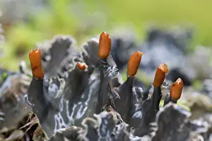 Canina: Dog Tooth Lichen