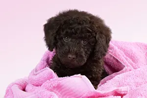 Goldendoodle: DOG - Toy goldendoodle