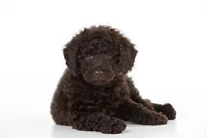 Goldendoodle: DOG - Toy goldendoodle laying (10 weeks)