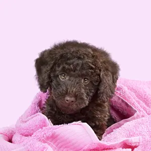 Everyday: DOG - Toy goldendoodle puppy wrapped in pink towels
