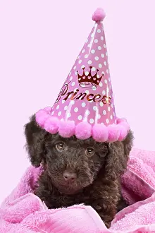 Everyday: DOG - Toy goldendoodle puppy wrapped in pink towels