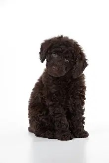Goldendoodle: DOG - Toy goldendoodle sitting (10 weeks)