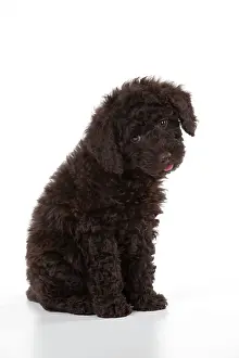 Goldendoodle: DOG - Toy goldendoodle sitting (10 weeks)