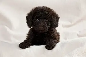 Goldendoodle: DOG - Toy goldendoodle sitting on cream blanket (10 weeks)