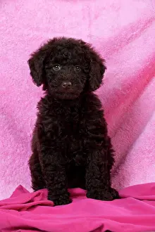 Goldendoodle: DOG - Toy goldendoodle sitting on pink towel (10 weeks)