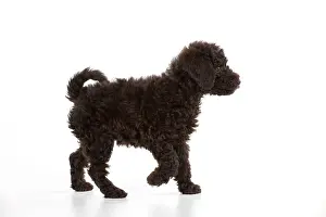 Goldendoodle: DOG - Toy goldendoodle walking (10 weeks)