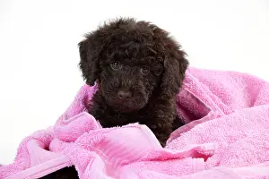 Goldendoodle: DOG - Toy goldendoodle wrapped in pink towels (10 weeks)