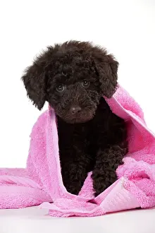Goldendoodle: DOG - Toy goldendoodle wrapped in pink towels (10 weeks)