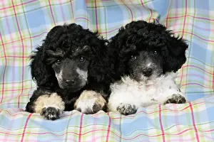 Phantom: Dog. Toy poodles (party and phantom colour, 9 weeks old)