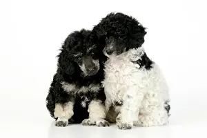 Phantom: Dog. Toy poodles (party and phantom colour, 9 weeks old)