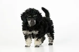 Phantom: Dog. Toy poodles (phantom colour, 9 weeks old)