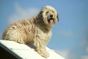 Obedience: DOG training / Agility - pausing on jump / hurdle