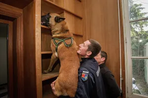Shelf: Dog training in search of drugs - France
