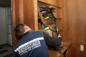 Shelf: Dog training in search of drugs - France