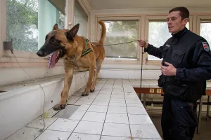 Quest: Dog training in search of drugs - France