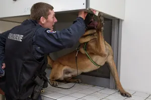Quest: Dog training in search of drugs - France