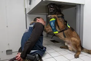 Quest: Dog training in search of narcotics - France