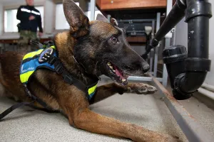 Quest: Dog training in search of narcotics - France