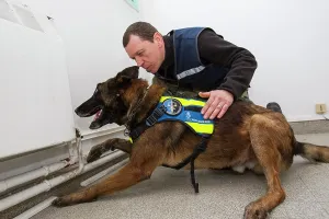 Quest: Dog training in search of narcotics - France