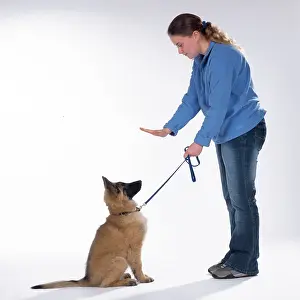 Obedience: DOG Training - Sit, Tervuren puppy