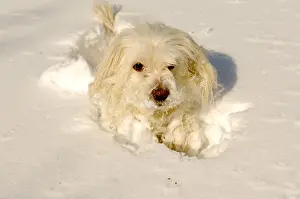 Tulear: Dog Tulear Cotton in snow