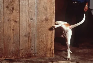 Penis: DOG URINATING BY CORNER WALL