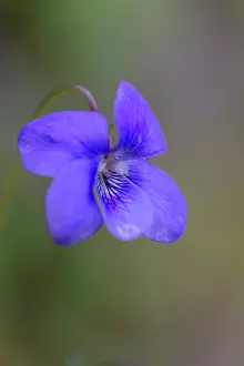 Riviniana: Dog Violet - Spring
