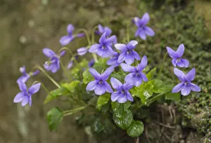 020617: Dog Violet, Viola riviniana, Mauve subject