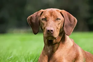 Magyar: Dog - Vizsla Hunting Dog