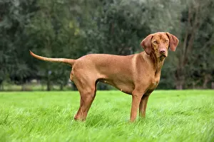 Magyar: Dog - Vizsla Hunting Dog