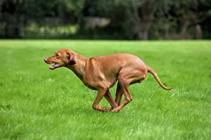Magyar: Dog - Vizsla Hunting Dog running