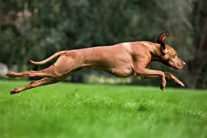 Magyar: Dog - Vizsla Hunting Dog running