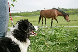 Walked: Dog being walked on a lead & looking at a horse