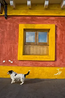Windows: Dog walking in front of a fenster Stromboli Island