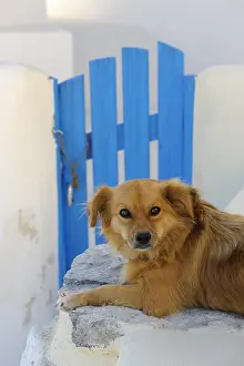 Corniot: Dog on a wall Cyclades islands Greece
