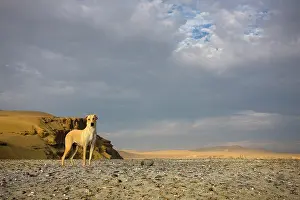 Infinite: Dog watching Paracas National Reserve Peru