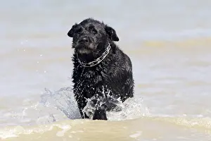 Blacks: Dog in water