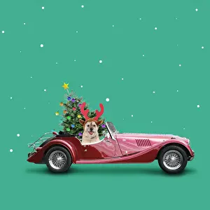 161018: Dog wearing antlers driving car with decorated