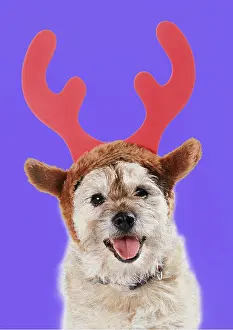 Hairstyles: DOG - wearing Christmas antlers