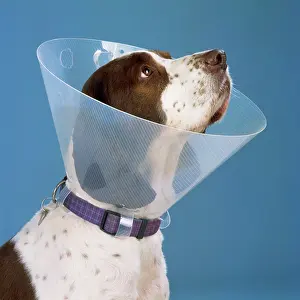 Wimples: DOG - Wearing Elizabethan collar