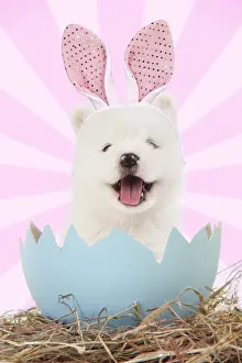 161118: Dog, wearing rabbit / bunny ears emerging from egg shell