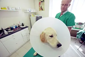 Wimples: Dog wearing a wimple with vet