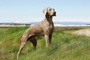 Weimaraners: Dog - Weimaraner