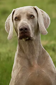 Weimaraners: Dog - Weimaraner