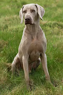 Weimaraners: Dog - Weimaraner