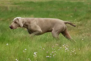 Weimaraners: Dog - Weimaraner