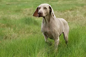 Weimaraners: Dog - Weimaraner