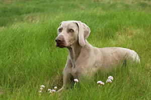 Weimaraners: Dog - Weimaraner