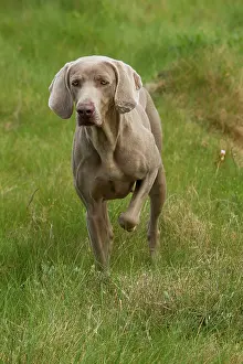 Weimaraners: Dog - Weimaraner