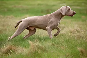 Weimaraners: Dog - Weimaraner